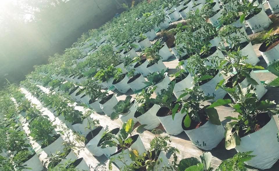 Urban Garden